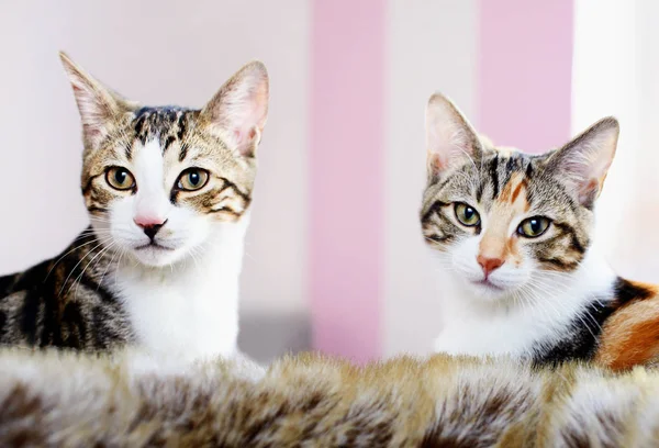 Primer Plano Dos Gatos Luz Suave —  Fotos de Stock