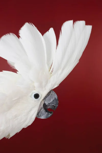 Cacatua exibindo plumagem — Fotografia de Stock