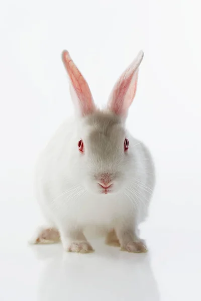 Милий Білий Кролик Сірій Поверхні — стокове фото