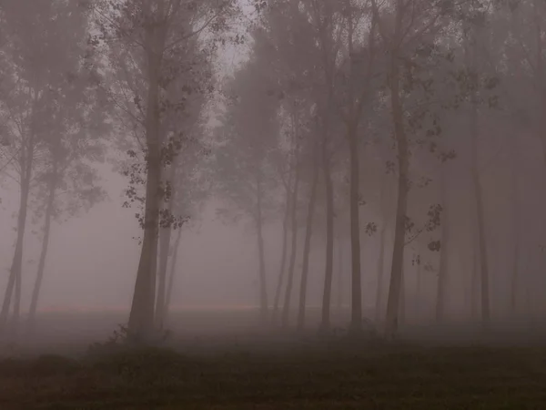 Ağaçlar yapraklarla sisli orman — Stok fotoğraf