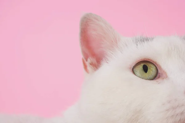 Gatto bianco guardando in alto — Foto Stock