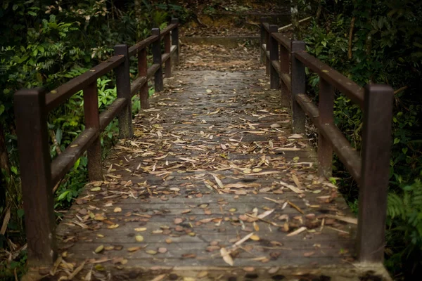 Caminho de ponte na floresta — Fotografia de Stock