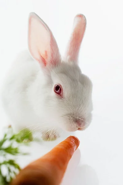 Albino konijn met wortel — Stockfoto