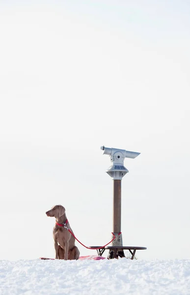 Cão sendo amarrado ao telescópio — Fotografia de Stock