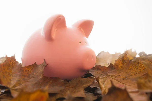 Piggy bank on leaves — Stock Photo, Image