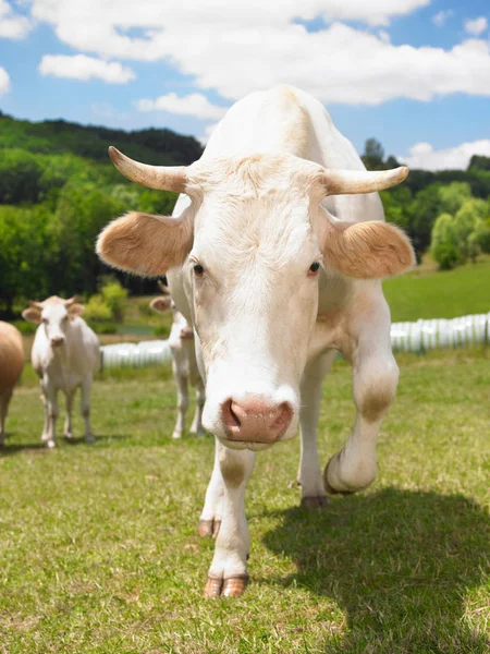 Kor tittar på kameran — Stockfoto