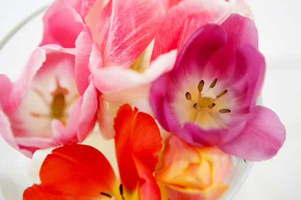 BLOCH DE TULIPS COLORANTS — Photo