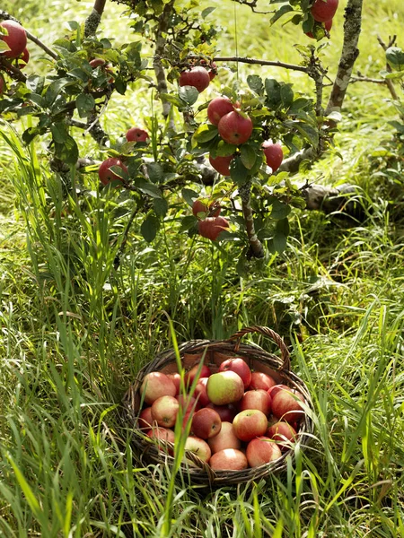 Drzew i kosz pełen jabłek — Zdjęcie stockowe