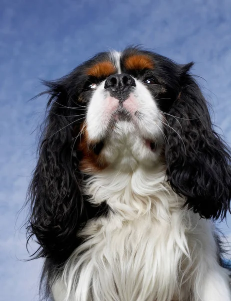 Tiefansicht Des Stehenden Hundes Mit Wolkenlosem Blauen Himmel Auf Dem — Stockfoto