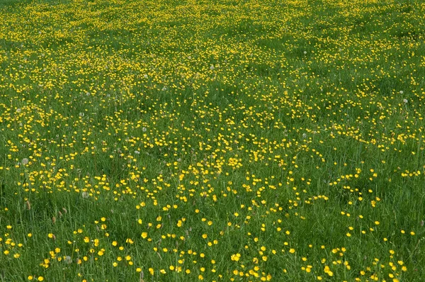 Campo Verde Florescendo Com Flores Amarelas — Fotografia de Stock