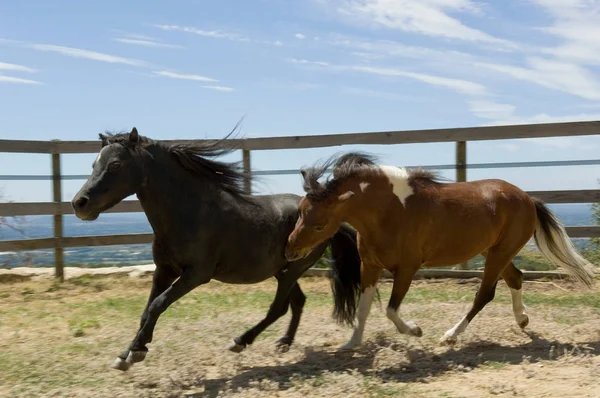 Két miniatűr ló fut — Stock Fotó