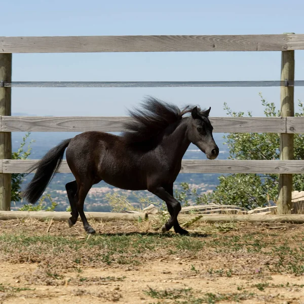 Miniatűr ló fut — Stock Fotó