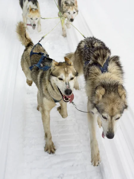 Sled de cães husky siberianos — Fotografia de Stock