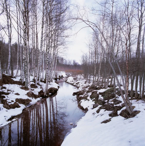 Zasněžené březový les strom — Stock fotografie