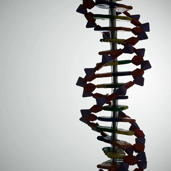 Model Białym Tle Dna — Zdjęcie stockowe