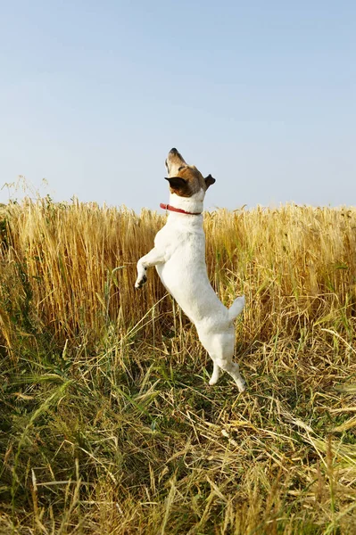 Hund springt in Feld — Stockfoto