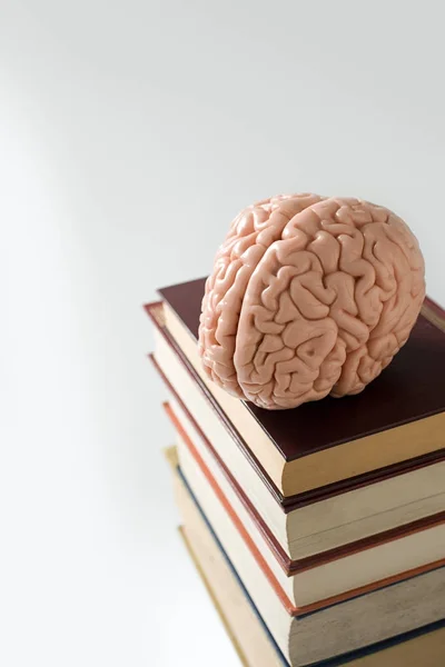 Modello Anatomico Cervello Mucchio Libri Isolati Bianco — Foto Stock