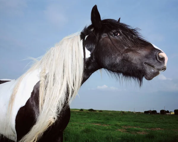 Schwarz-weißes Pferd — Stockfoto