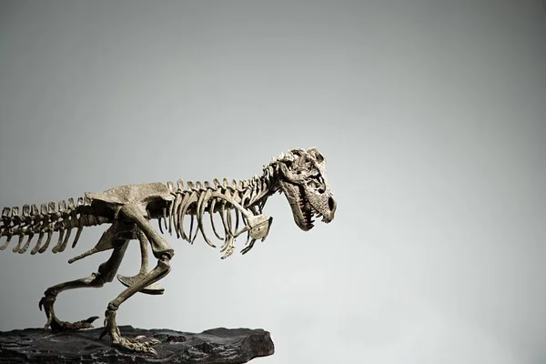 Dinosaurierskelett auf weiß — Stockfoto