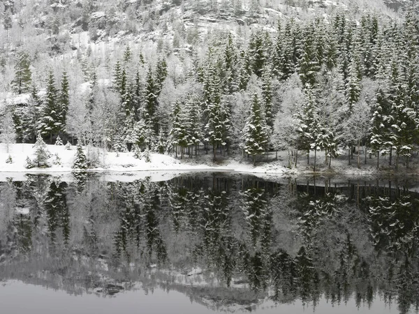 Téli tó és a hó alá tartozó fák — Stock Fotó