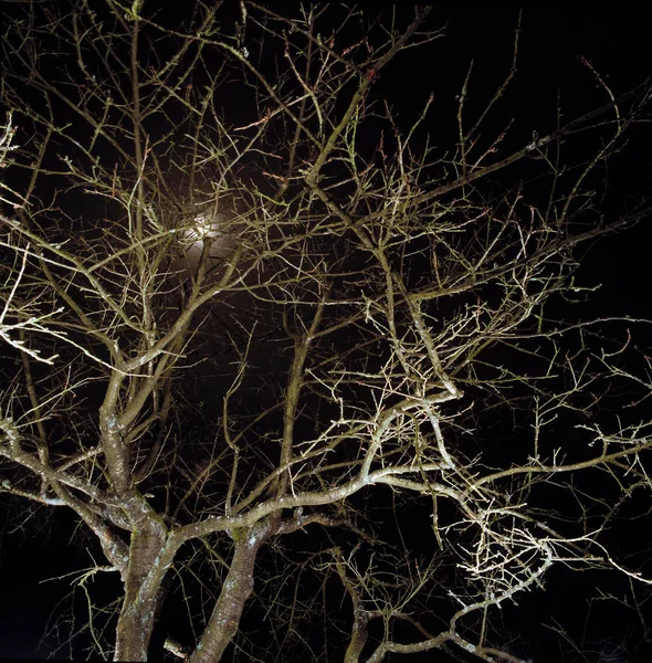 Tree without leaves at night — Stock Photo, Image