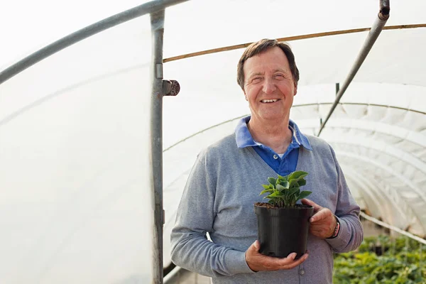 Man Holding Pot Plant Polytunnel Portrait — Stock Photo, Image