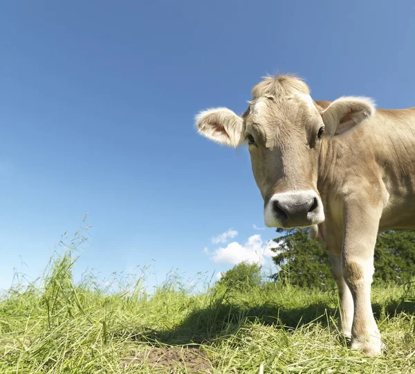 Vaca Campo Verde Olhando Para Câmera — Fotografia de Stock