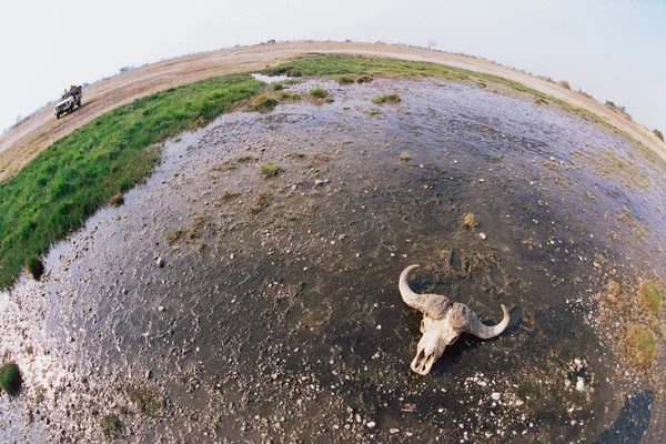 ウェット沼海岸 広角撮影に牛の頭蓋骨 — ストック写真