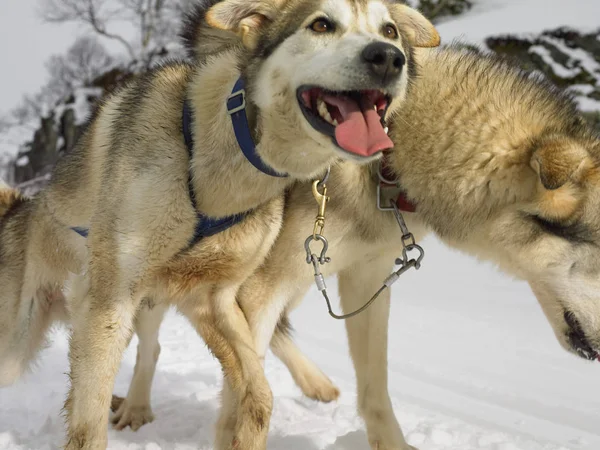 Huskies en trineo para perros —  Fotos de Stock