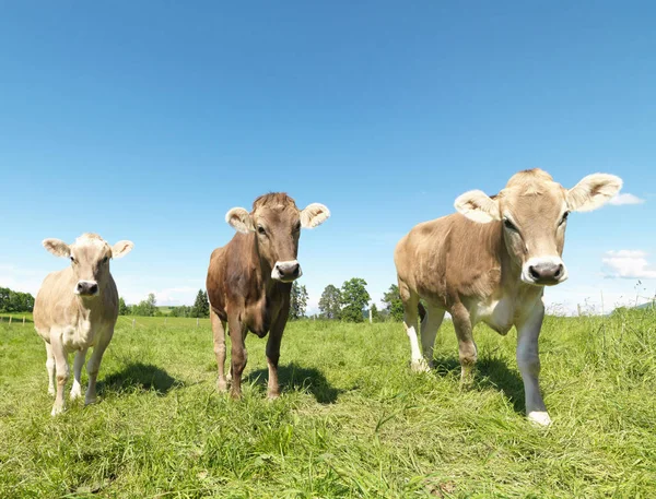Koeien Het Groene Veld Met Duidelijke Blauwe Hemel Achtergrond — Stockfoto