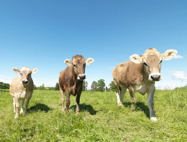 Kor Grönt Fält Med Klar Blå Himmel Bakgrund — Stockfoto