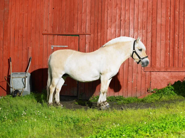Pferd steht gegen Holzscheune — Stockfoto