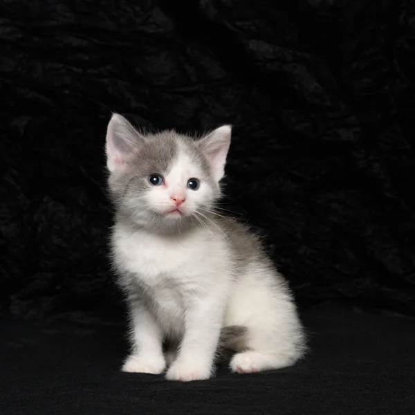 Gatito gris y blanco — Foto de Stock