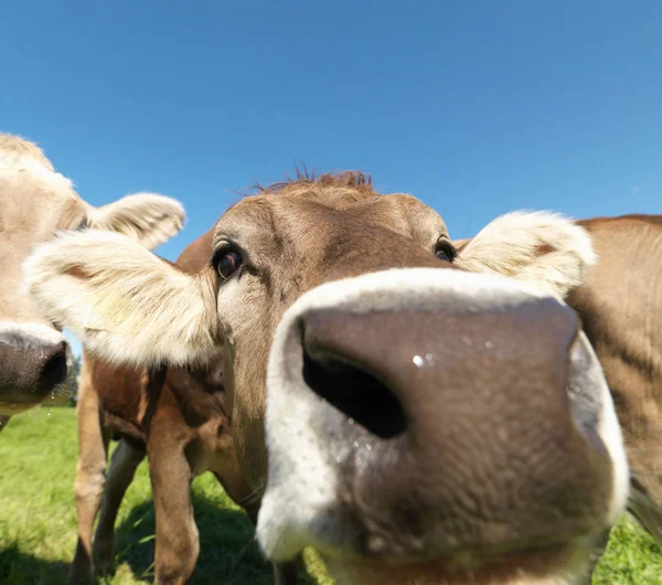 Vacas Cheirando Câmera Luz Sol Tiro Perto — Fotografia de Stock
