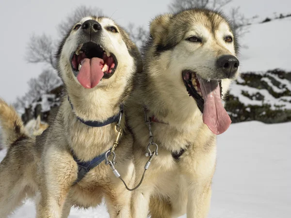 Huskys im Hundeschlitten — Stockfoto