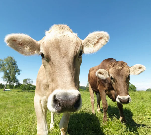 Vacas Olhando Para Câmera Campo Verde — Fotografia de Stock