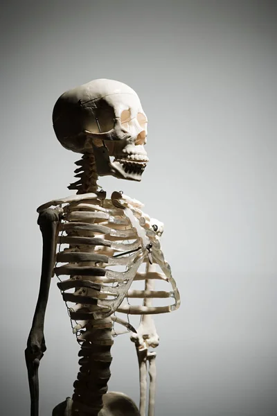 Halbe Länge Des Menschlichen Skeletts Auf Grauem Hintergrund — Stockfoto