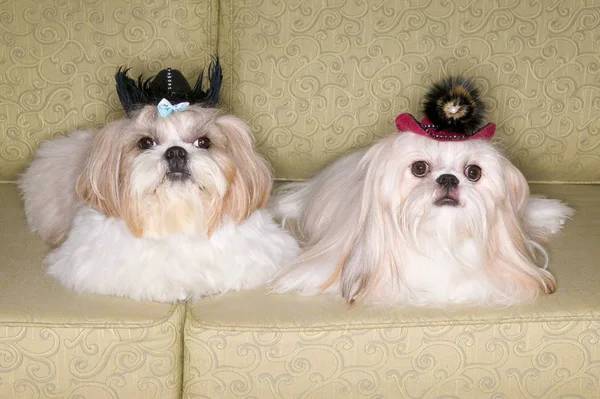 Pekingese dogs on sofa — Stock Photo, Image