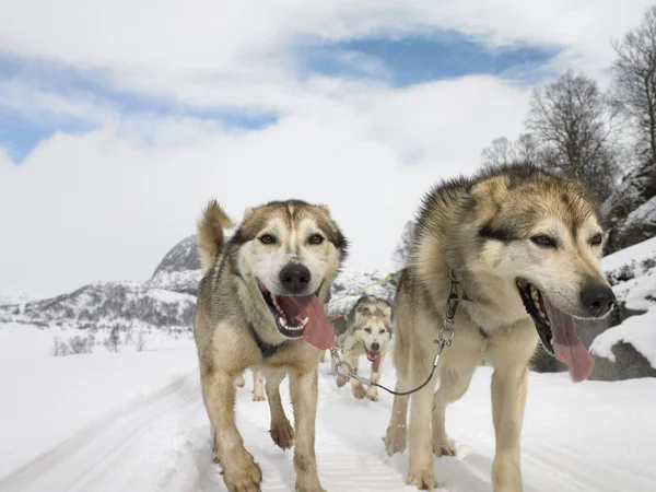 Huskies uruchomiona w śniegu — Zdjęcie stockowe