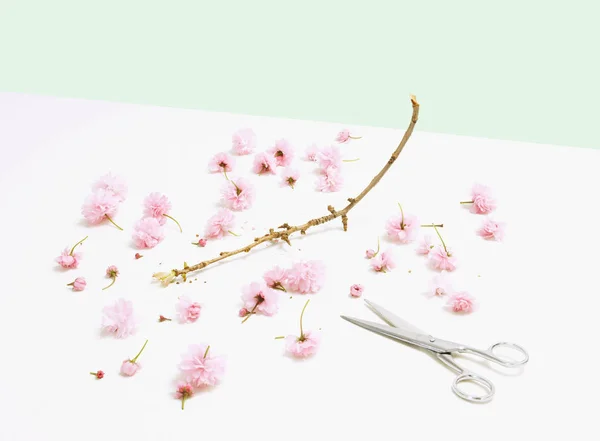 Bloemen Knippen Aftakkingen Met Een Schaar — Stockfoto