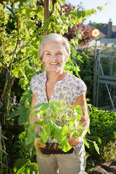 Woman holding small green bean plants — Stock Photo, Image