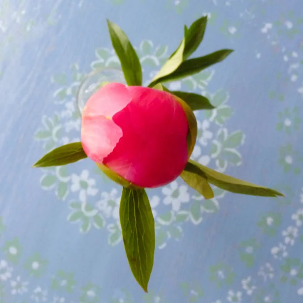 Flor de peônia fechada — Fotografia de Stock