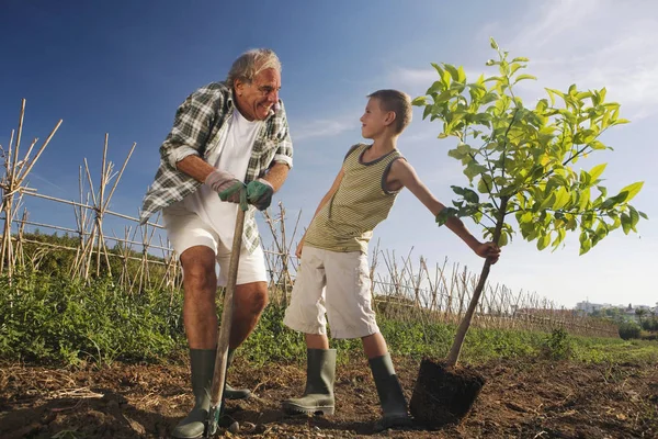 Großvater Und Enkel Pflanzen Baum — Stockfoto