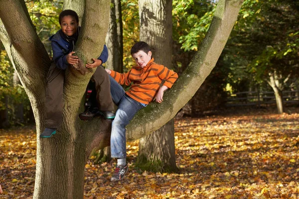 Δύο Αγόρια Κάθονται Ένα Δέντρο — Φωτογραφία Αρχείου