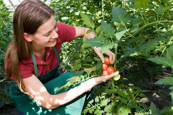 Frau Kümmert Sich Tomatenpflanze — Stockfoto