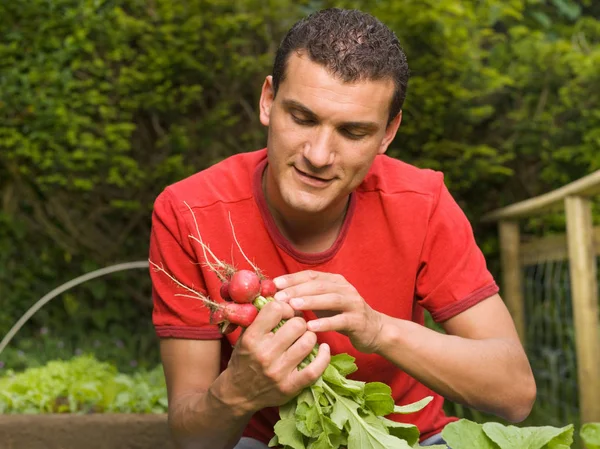 Caucásico Adulto Hombre Jardín Recoger Verduras — Foto de Stock