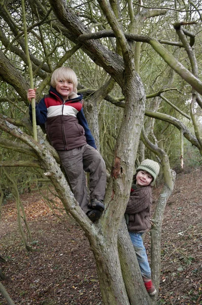 Αγόρια Αναρρίχηση Κλαδιά Δέντρων — Φωτογραφία Αρχείου