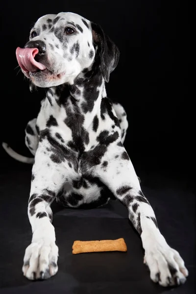 Siyah Arka Plan Üzerine Bisküvi Ile Yetişkin Dalmaçya Köpeği — Stok fotoğraf