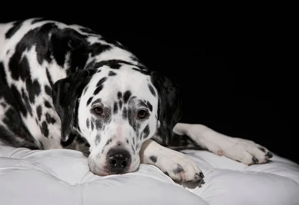 Yetişkin Dalmaçyalı Köpek Yalan Kameraya Bakıyor — Stok fotoğraf