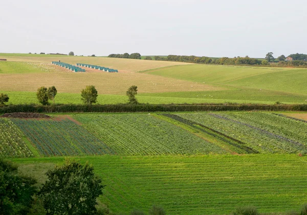 scenic view of green crop fields at cloudy day